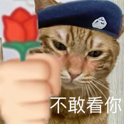猫咪警察表情包图片大全