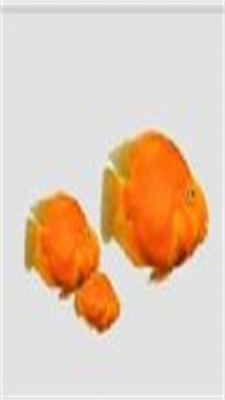微信最新超火的养鱼表情包动态图高清版